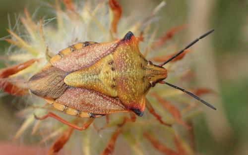 Réf. 186 645 : Carpocoris mediterraneus atlanticus